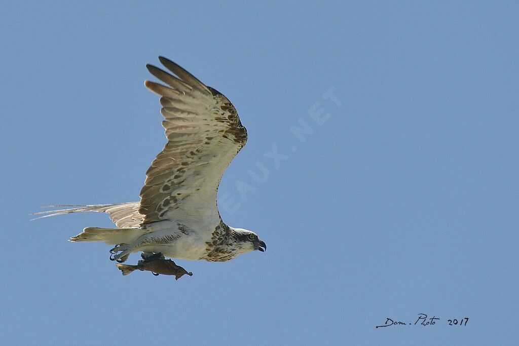 Osprey (cristatus)