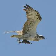 Osprey (cristatus)