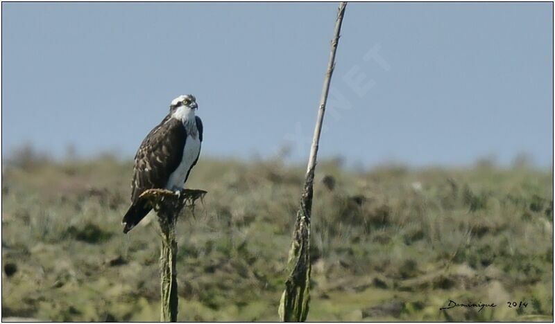 Western Osprey