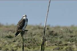 Western Osprey