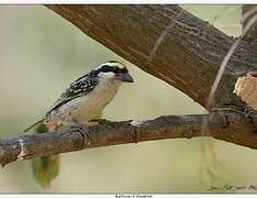 Red-fronted Barbet