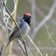 Banded Barbet