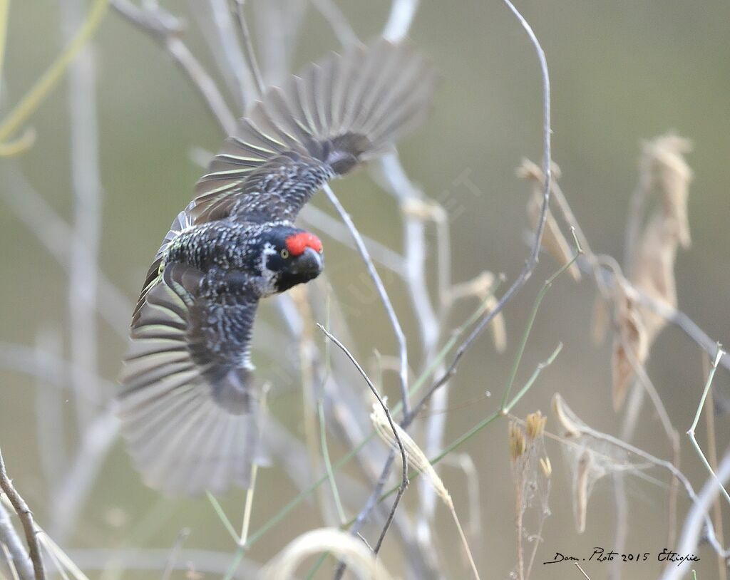 Banded Barbet