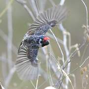 Banded Barbet