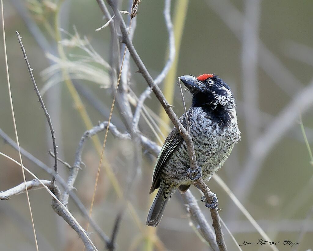 Banded Barbet