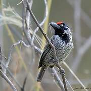 Banded Barbet