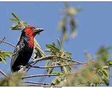 Black-billed Barbet