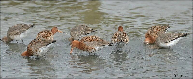 Black-tailed Godwit