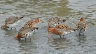 Black-tailed Godwit