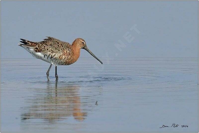 Black-tailed Godwit male