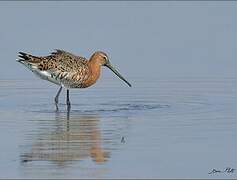 Black-tailed Godwit