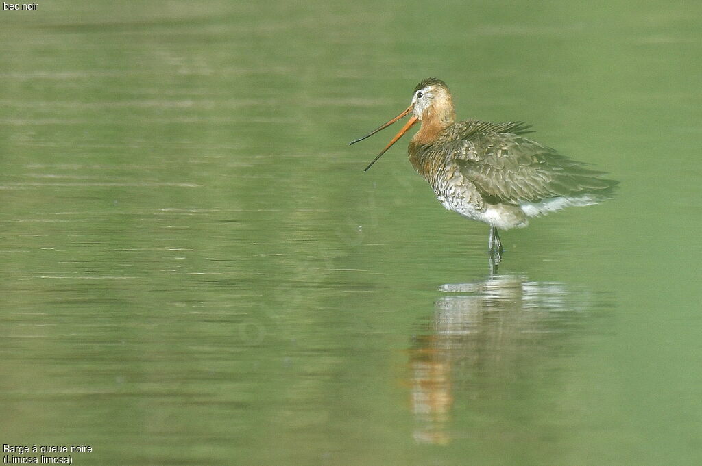 Black-tailed Godwit