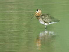 Black-tailed Godwit