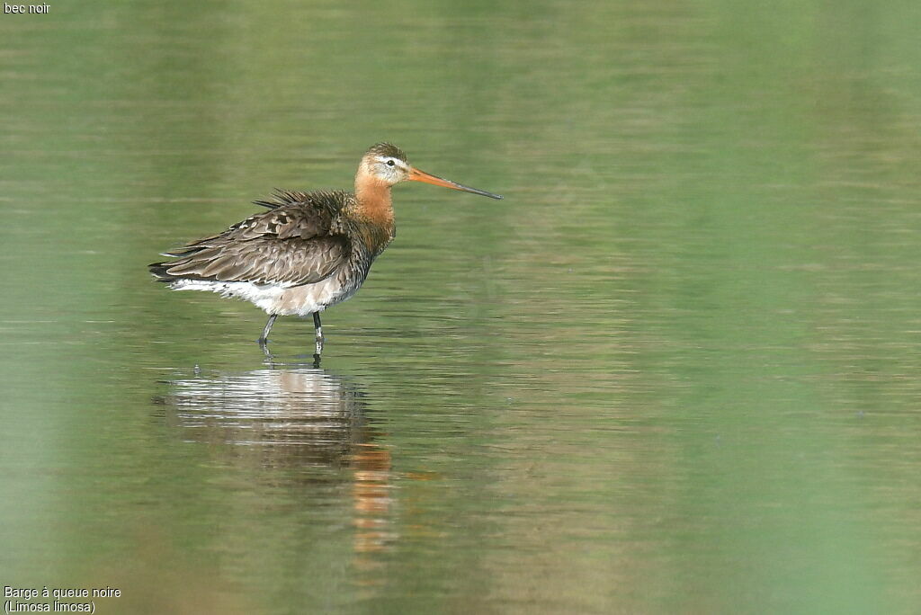 Black-tailed Godwit