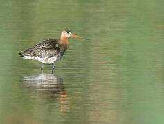 Black-tailed Godwit