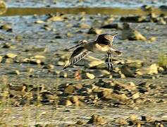 Hudsonian Godwit