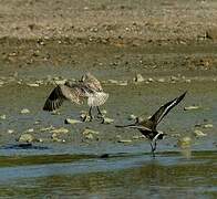 Hudsonian Godwit