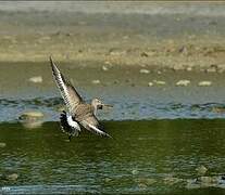 Hudsonian Godwit