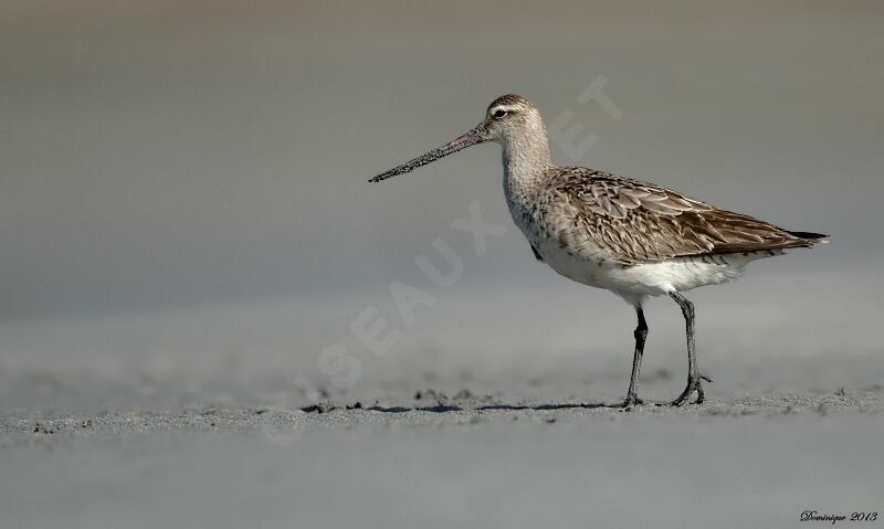 Bar-tailed Godwit