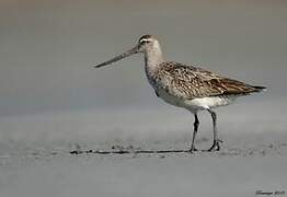 Bar-tailed Godwit