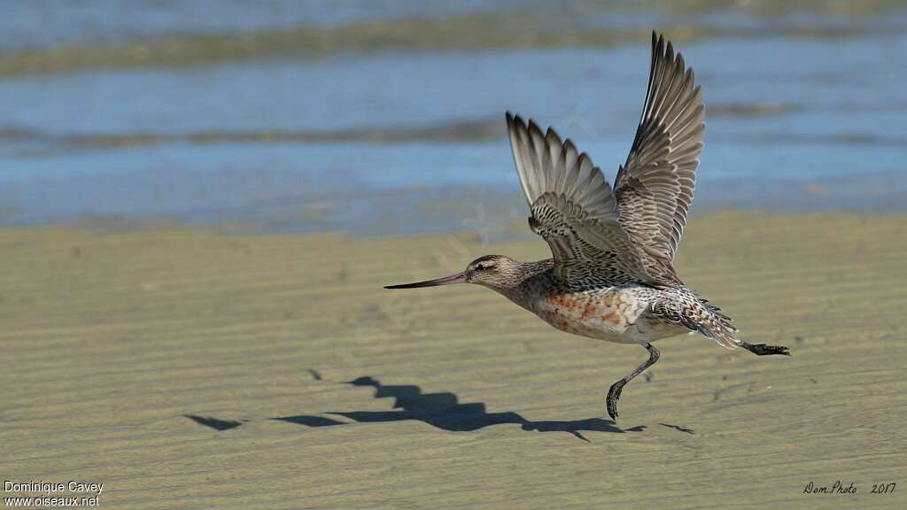 Bar-tailed Godwitadult transition, Flight