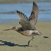 Bar-tailed Godwit