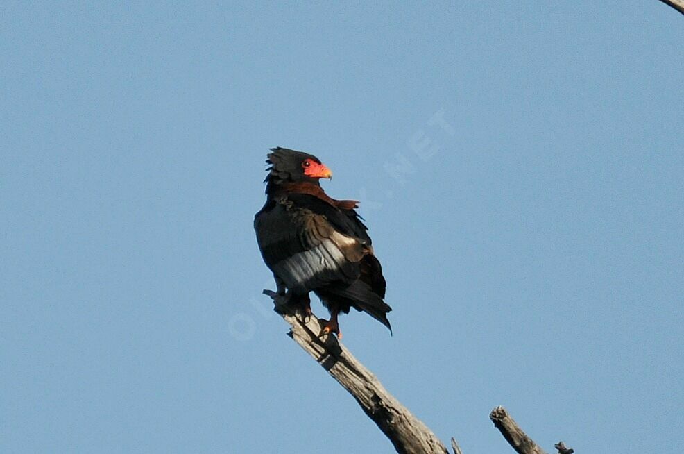 Bateleur des savanes