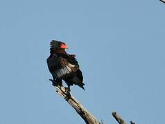 Bateleur des savanes