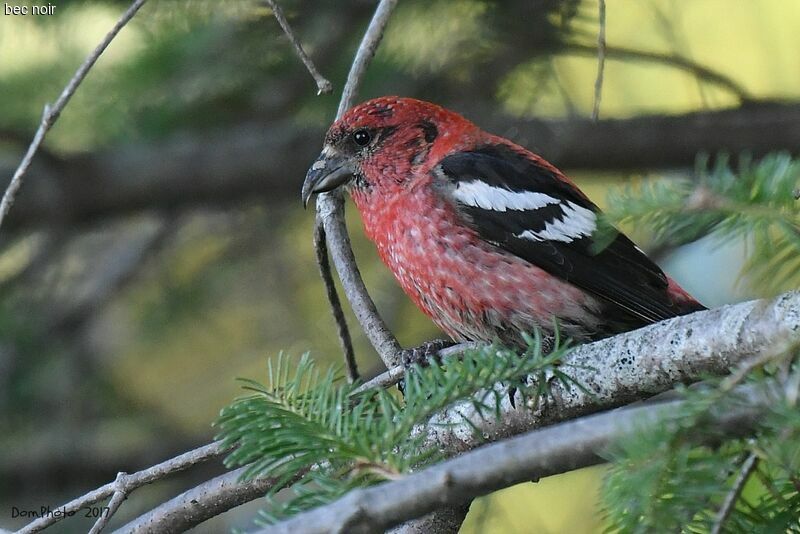 Two-barred Crossbill male