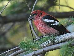 Two-barred Crossbill