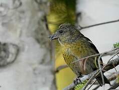 Two-barred Crossbill