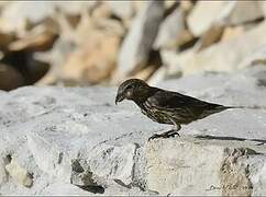 Red Crossbill