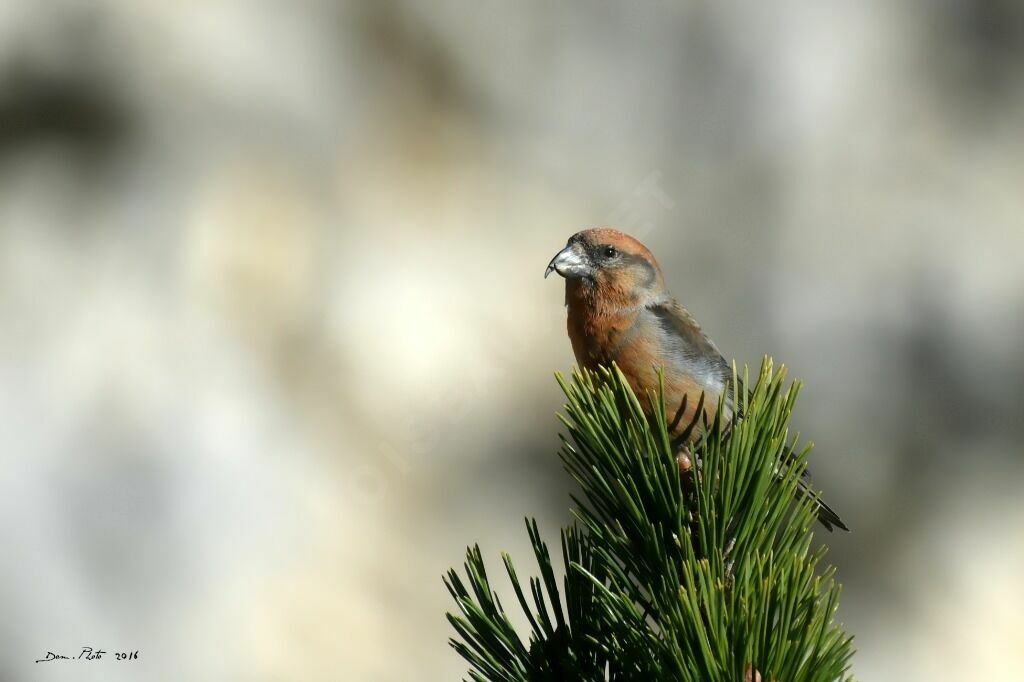 Bec-croisé des sapins