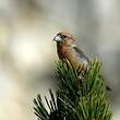 Bec-croisé des sapins