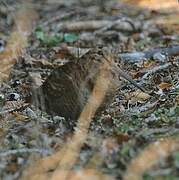 Eurasian Woodcock