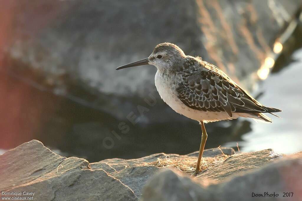 Stilt Sandpiper