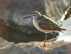 Stilt Sandpiper