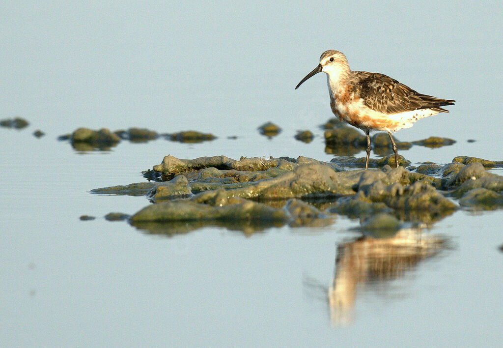 Curlew Sandpiper