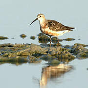 Curlew Sandpiper