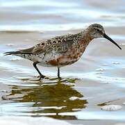 Curlew Sandpiper