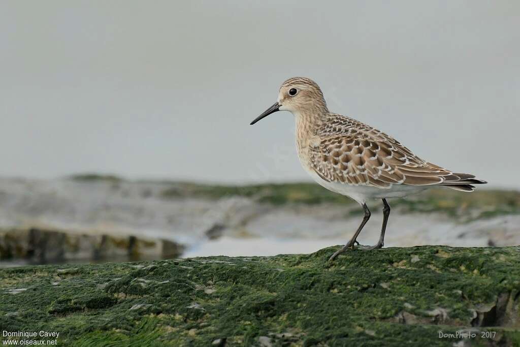 Bécasseau de Bairdjuvénile, identification