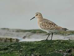 Baird's Sandpiper