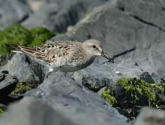 White-rumped Sandpiper