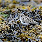 Temminck's Stint