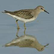 Temminck's Stint