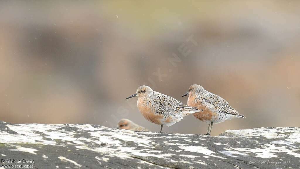 Red Knotadult breeding, habitat, pigmentation, Behaviour