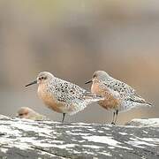 Red Knot