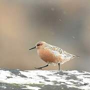 Red Knot