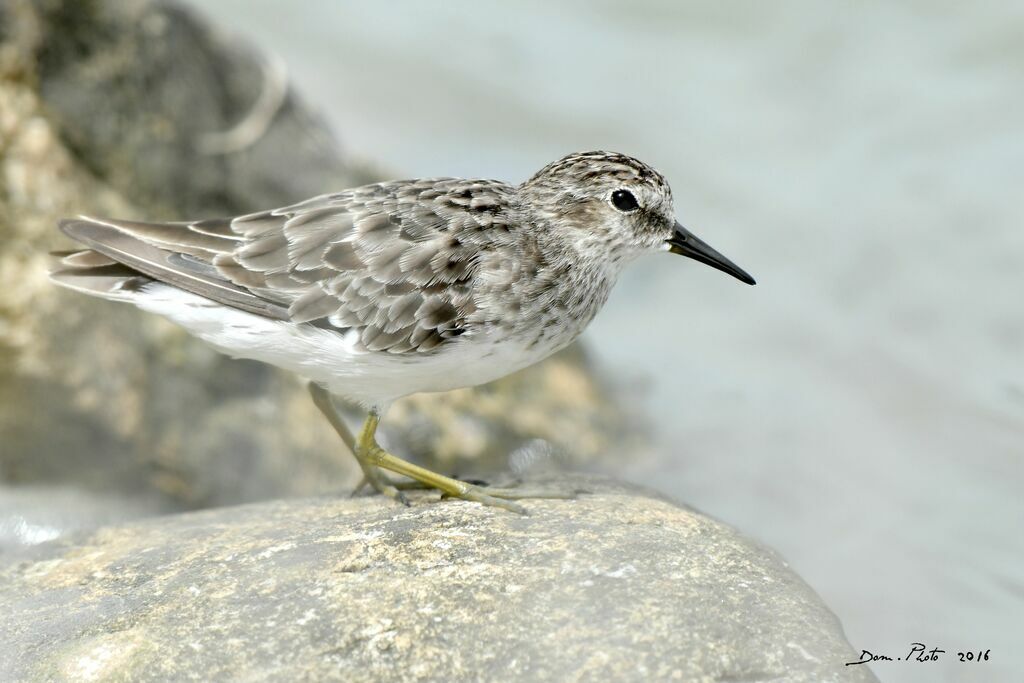 Least Sandpiper