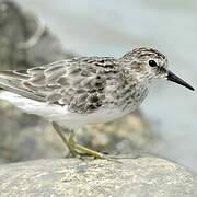 Least Sandpiper